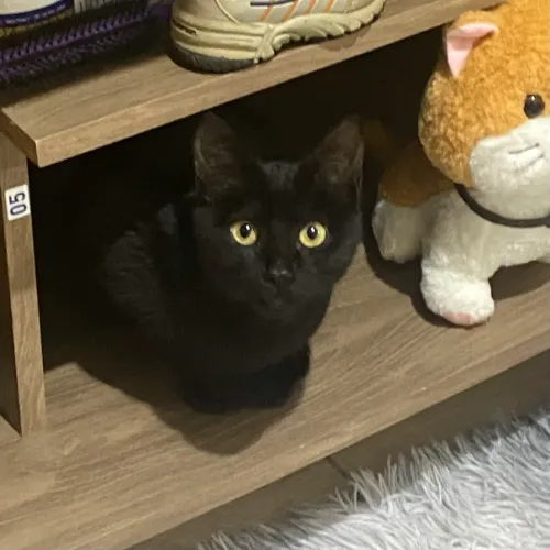 Doação gatinha