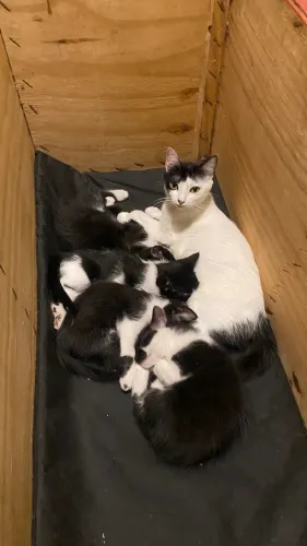 Gatinhos frajola, filhotes de gato