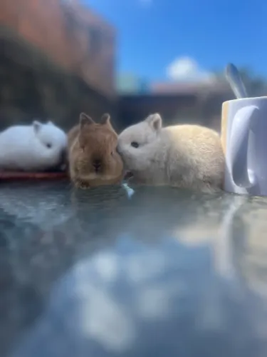 Mine coelho