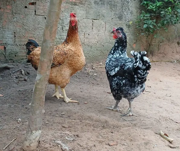 Ovos de Galinha Sertaneja Balão (GSB)