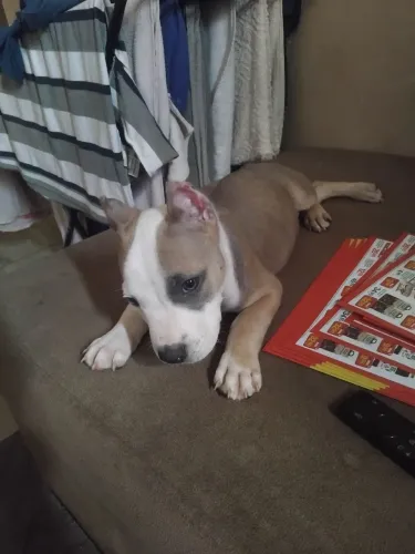 American Bully 4 meses vacinado vermifugado