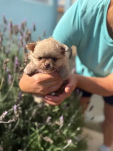 Lulu da pomerania femea