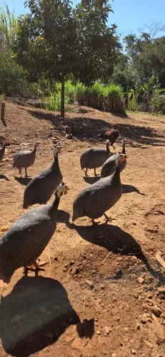Galinhas-d'Angola Saudáveis - Ótimas para Sítios, Chácaras e Fazendas