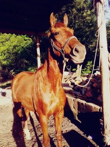 Vende-se