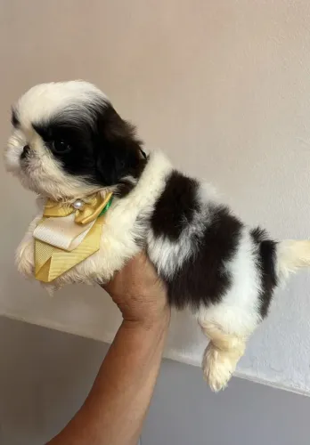 Shitzu Macho