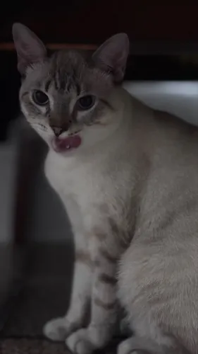 Gatos castrados