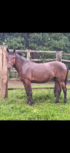 Cavalo manga larga Machador 