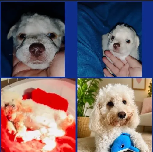 Filhote de poodle micro Toy machinho
