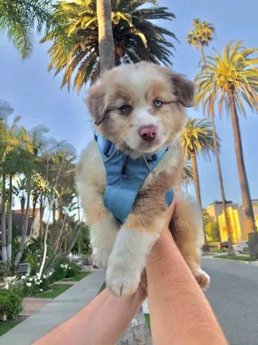 Border Collie - Um Filhote Para Quem Valoriza Força, Inteligência E Um Vínculo Fiel