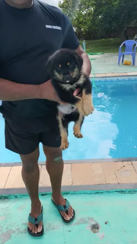 Vende-se cachorro rottweiler