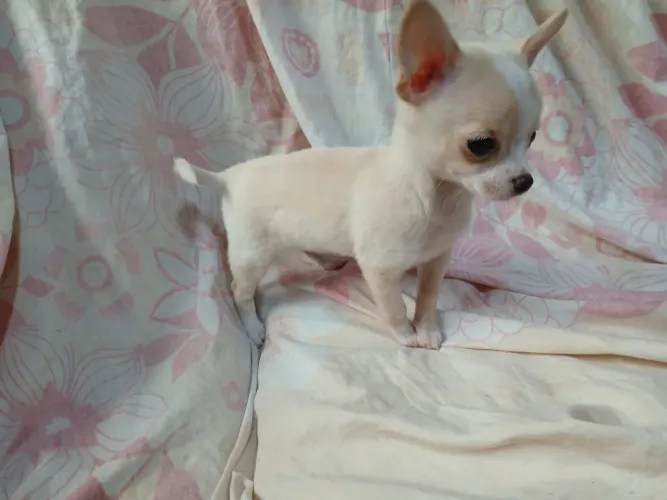 Chihuahua fêmea