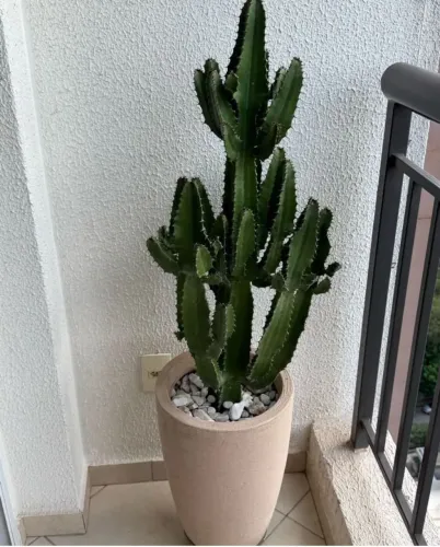 VASO COM CACTOS