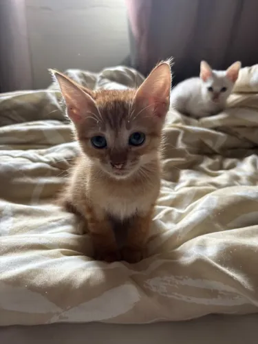 Gatinhas para adoção