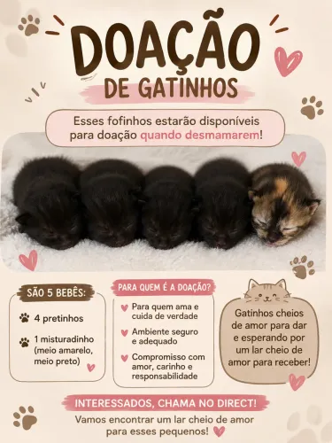 Filhotes de gatos