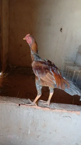 2 galos e 1 galinha