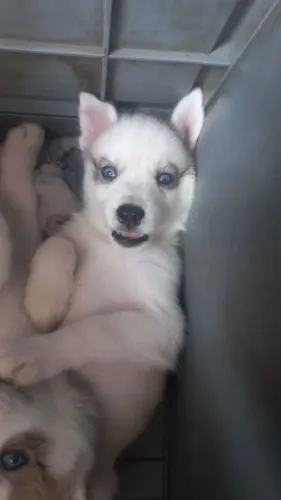 Cachorro husky siberiano