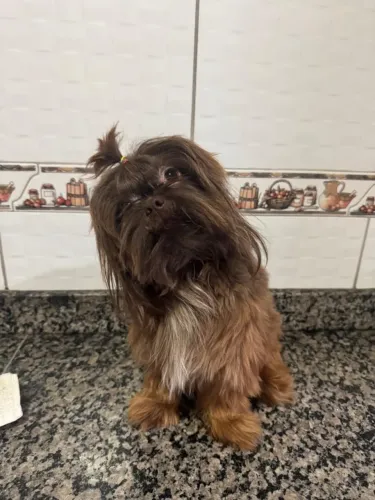 DOAÇÃO DE SHITZU