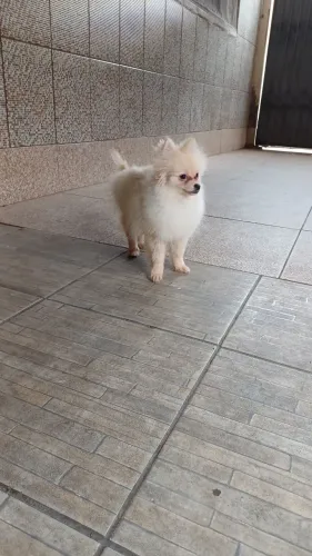 Luluzinha Pomerânia