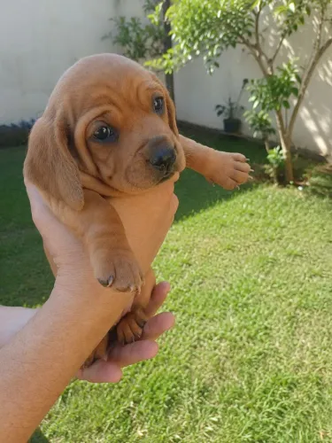 Filhote Femia Dachshund ( Basset )