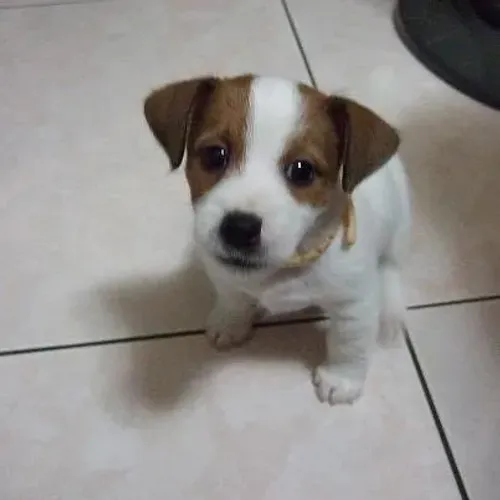 Jack russel linda fêmea 