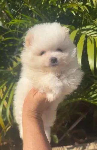 Macho de dois meses comendo ração e fazendo necessidade no tapetinho,pais anões