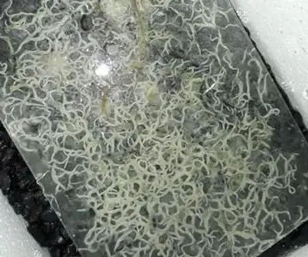 Start Alimento para peixes