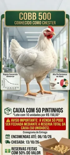 Pintinhos de Chester (cobb 500)