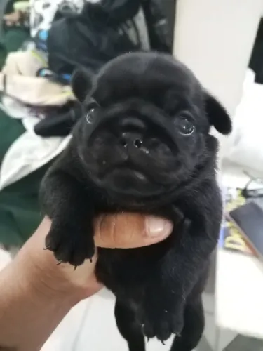 Cachorro da raça Pug 