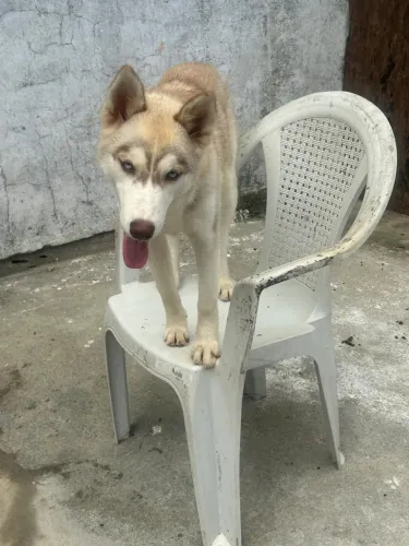 Cachorro da raça husky siberiano puro
