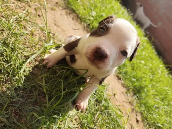? Ninhada de American Bully | Filhotes Bem Socializados