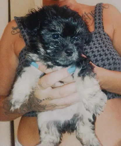 Vendo filhotes de poodle porte pequeno 2 meses