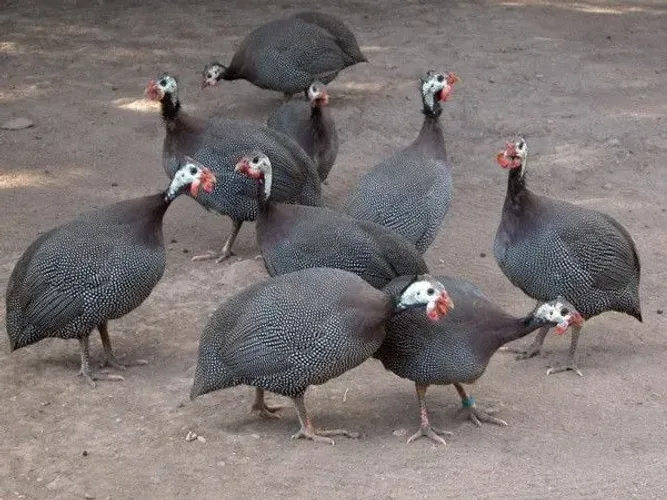 galinha angola
