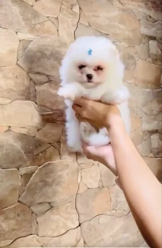 filhote de Lulu da Pomerania