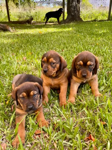 Filhotes Porte Grande - Fila × Rottweiler