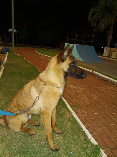 Doa-se pastor malinois 10 meses ideal para chácaras 