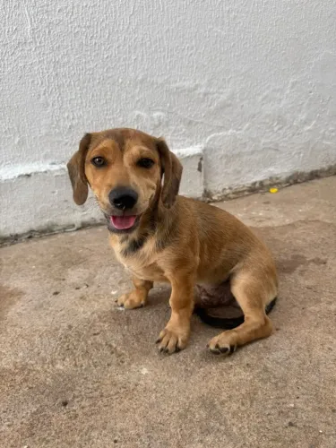Adoção 