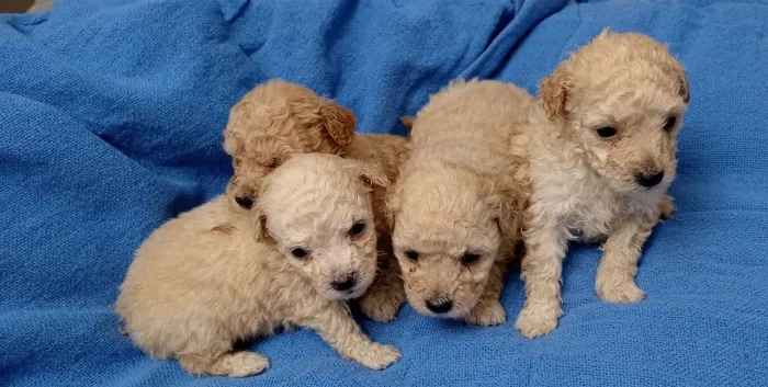 Filhotes machos poodle toy
