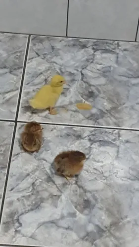 Pato e Pintinhos