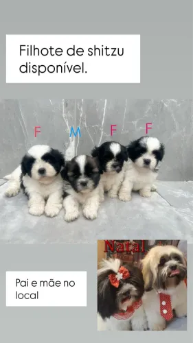 Shitzu disponível 