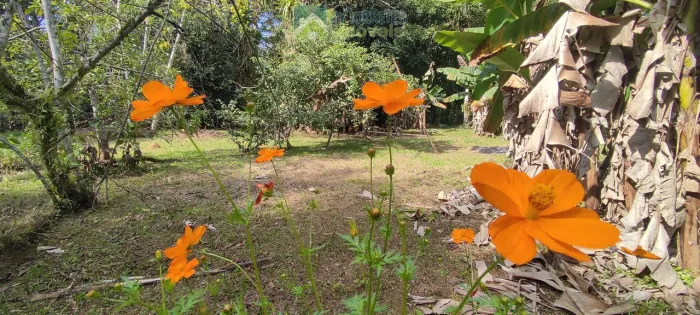 Área à venda no bairro Vila das Palmeiras - Morretes/PR, Urbana