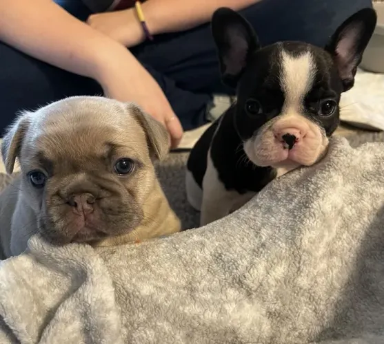 Bulldog francês maravilhosa