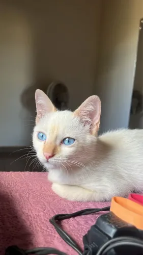 Gatinho com 3 meses 