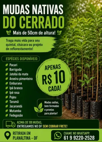 Mudas de espécies nativas do cerrado.