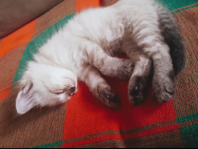 gatinha