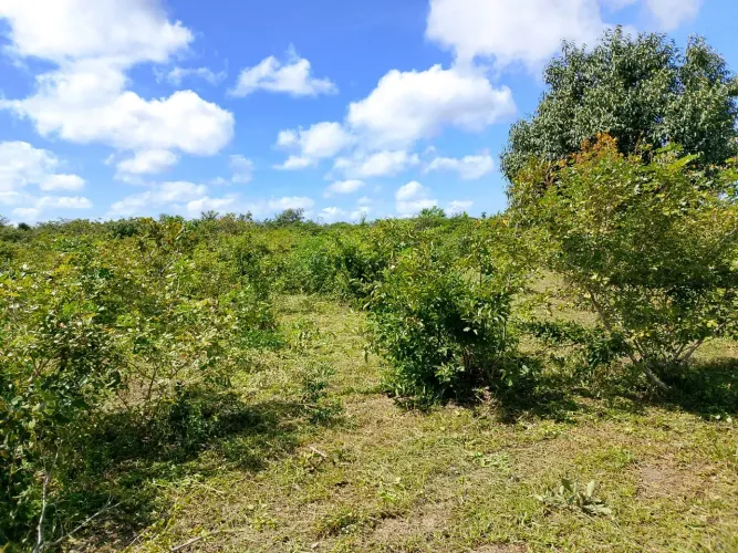 Lote/Terreno para venda possui 3896 metros quadrados em Zona Rural - Barreirinhas - Maranh