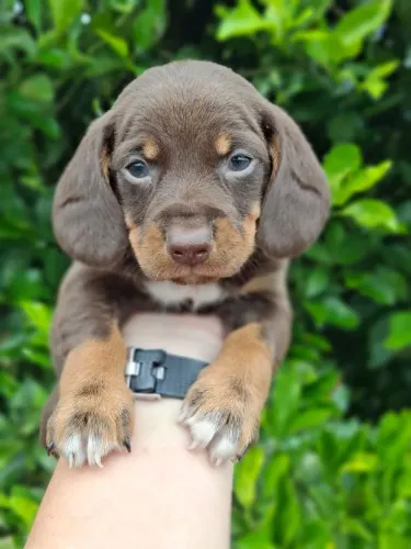 Lindos bebes dachshund machos e femeas cores incriveis a partir de 2300