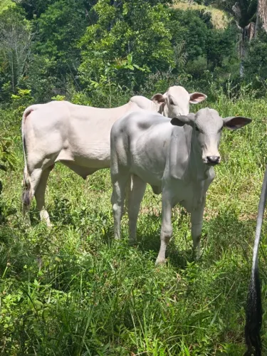 Garrotes e novilhas nelore