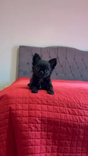 Chihuahua Maravilhoso Pelo Longo