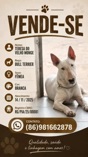 Vendo filhote de Bull Terrier fêmea 6 meses