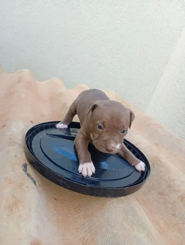 Filhote Pitbull 